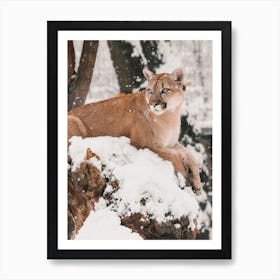 Snowy Mountain Lion Art Print