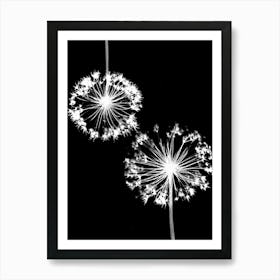 Alliums black white Art Print