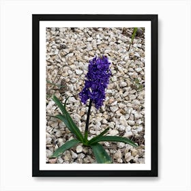 Img 3791 Hyacinth purple Art Print