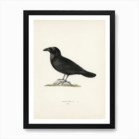 Common Raven (Corvus Corax), The Von Wright Brothers Art Print