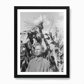 Untitled Photo, Possibly Related To Agricultural Day Laborer Standing In Corn Which He Grew Near His Tent Home In Art Print