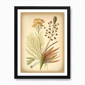 Caraway Spices And Herbs Retro Drawing 1 Art Print