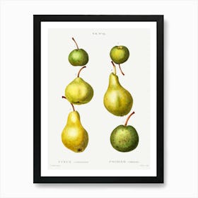 Pear, Pierre Joseph Redoute (3) 1 Art Print