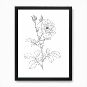 Roses Sketch 27 Art Print