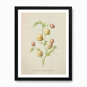 Vintage Botanical Macaroons 04 Art Print