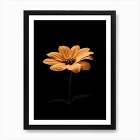 Single Orange Flower On Black Background Art Print