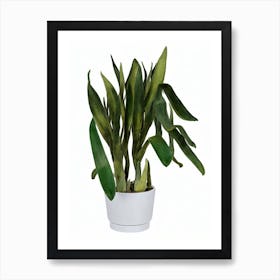 Cylindrical Snake Plant (Sansevieria Cylindrica) Watercolor Art Print