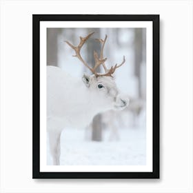 White reindeer In The Snow | Swedish Lapland Art Print