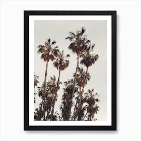 Palm Tree Grove Art Print