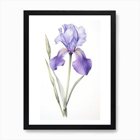 Irises Flower Vintage Botanical 3 Art Print