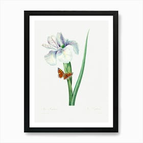 Spanish Iris, Pierre Joseph Redoute (2) Art Print