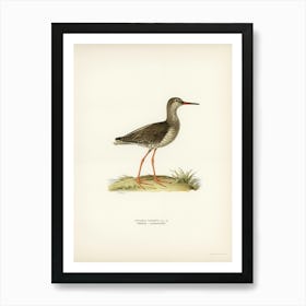 Common Redshank, The Von Wright Brothers Art Print