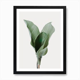 Botanical Leaves Art Print