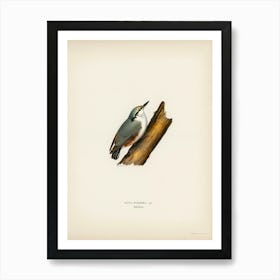 Sitta Europaea Lin, The Von Wright Brothers Art Print