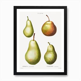 Pear, Pierre Joseph Redoute (5) Art Print