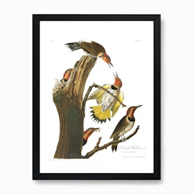 Gold Winged Woodpecker Art Print