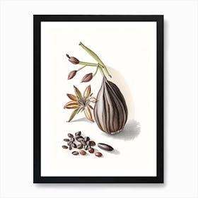 Black Cardamom Spices And Herbs Pencil Illustration 2 Art Print