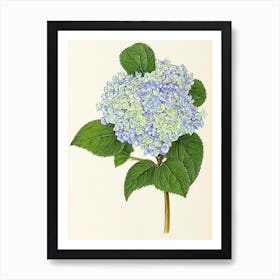 Hydrangea Vintage Botanical Flower Art Print