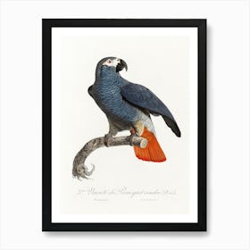 The Grey Parrot, (Psittacus Erithacus) From Natural History Of Parrots, Francois Levaillant 1 Art Print