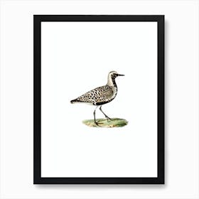 Vintage Grey Plover Bird Illustration on Pure White Art Print