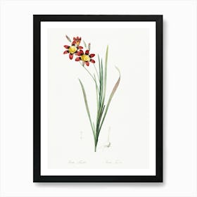 Ixia Tricolor Illustration, Pierre Joseph Redoute Art Print