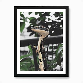 Lizard 5 Art Print