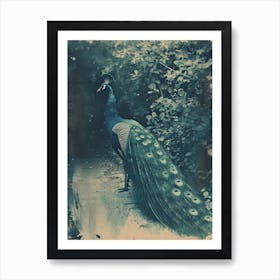 Vintage Peacock On A Path Cyanotype Inspired 1 Art Print