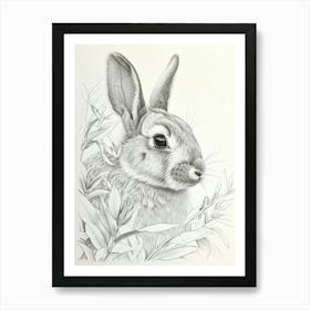 New Zealand Rabbit Drawing 4 Art Print