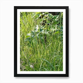 Tall Grass Poster