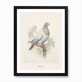 Vintage Bird Drawing Pigeon 3 Poster Art Print