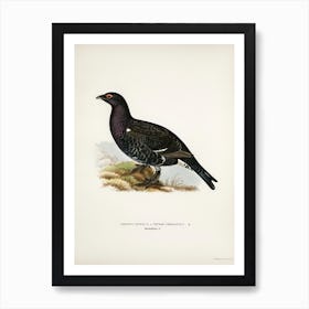 Hybrid Between Black Grouse And Western Capercaillie, The Von Wright Brothers Art Print