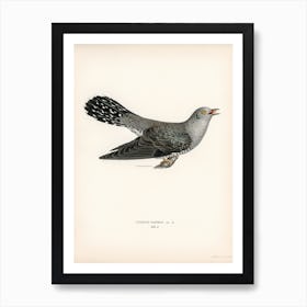 Common Cuckoo Male (Cuculus Canorus), The Von Wright Brothers Art Print