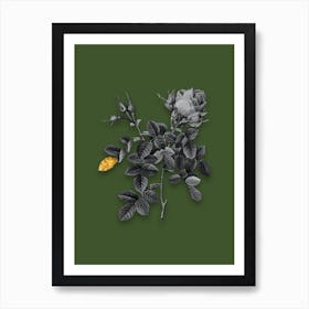 Vintage Dwarf Damask Rose Black and White Gold Leaf Floral Art on Olive Green n.0186 Art Print