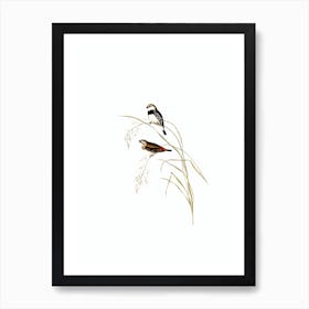 Vintage Spotted Sided Finch Bird Illustration on Pure White n.0388 Art Print