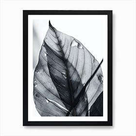 Black White Photograph Leaf Art Print