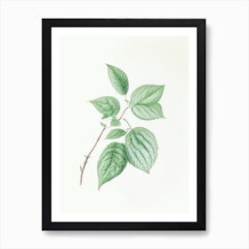 Mint Leaf Illustration 3 Art Print