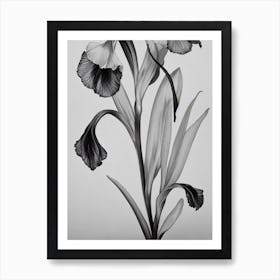 Iris B&W Pencil 4 Flower Art Print