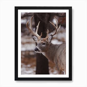 Winter Deer Art Print