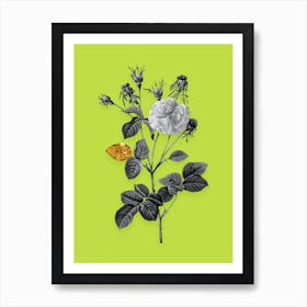 Vintage Pink Agatha Rose Black and White Gold Leaf Floral Art on Chartreuse n.0556 Art Print