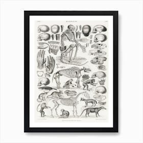 Mammalia, Oliver Goldsmith   Art Print