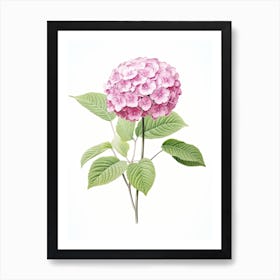 Hydrangeas Flower Vintage Botanical 2 Art Print