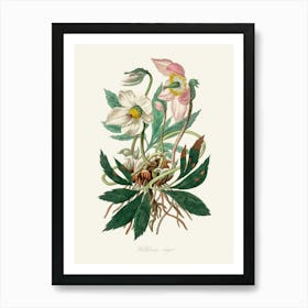 Vintage Botanical John Stephenson and James Morss Churchill Art Print_2731658 Art Print