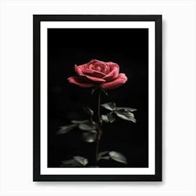 Single Rose On Black Background 2 Art Print