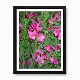 Pink rhododendron flowers and blades of grass Art Print