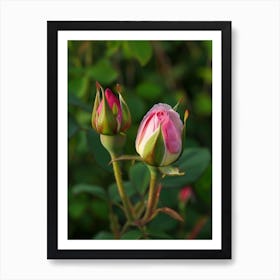 English Roses Painting Rosebud 2 Art Print