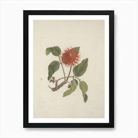 Flowering Plant 2 Art Print