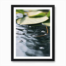 Water Lily 1 Art Print