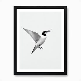 Common Tern B&W Pencil Drawing 3 Bird Art Print