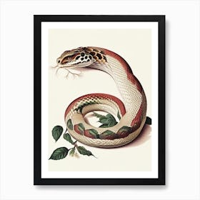 Iranian Viper Snake 1 Vintage Art Print