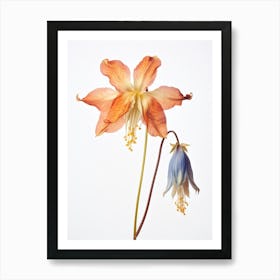 Pressed Wildflower Botanical Art Wild Columbine 1 Art Print